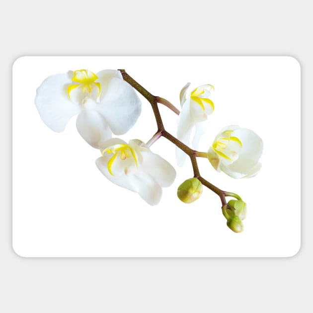 White Orchid Sticker by mariola5